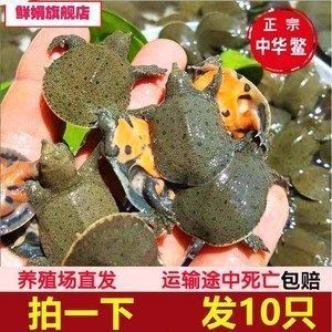 龍魚好壞怎么看圖解（如何判斷龍魚的好壞） 龍魚百科 第3張