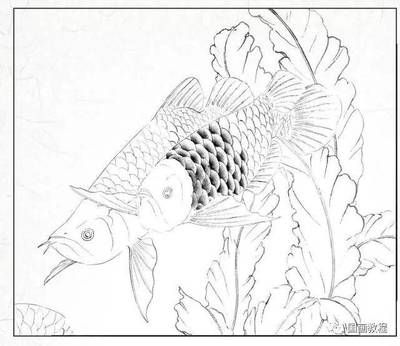 金龍魚(yú)畫(huà)法（金龍魚(yú)畫(huà)法步驟詳解，金龍魚(yú)色彩搭配方法詳細(xì)步驟） 龍魚(yú)百科 第1張