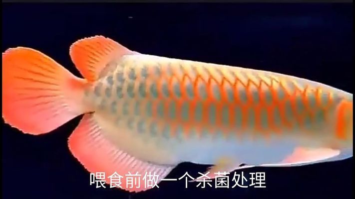 龍魚喂活魚應(yīng)該注意什么事項(xiàng)（養(yǎng)龍魚的注意事項(xiàng)） 龍魚百科 第3張