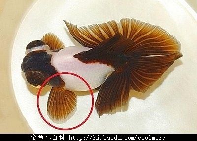 如何區(qū)分金龍魚(yú)公母魚(yú)和母魚(yú)呢（金龍魚(yú)公母區(qū)分方法） 龍魚(yú)百科 第1張