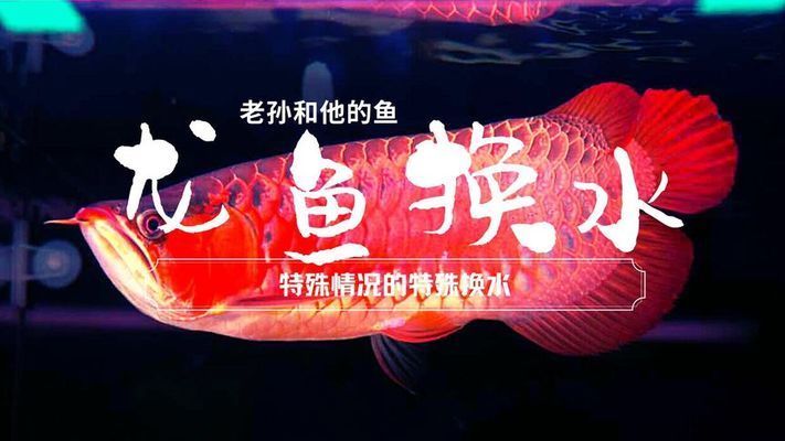 老孫談龍魚(yú)（老孫龍魚(yú)養(yǎng)殖秘訣揭秘） 龍魚(yú)百科 第5張