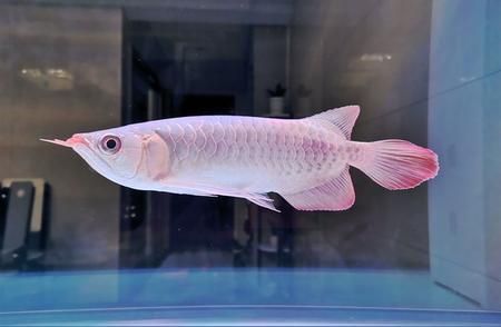 龍魚(yú)暴斃原因分析怎么寫(xiě)（關(guān)于龍魚(yú)暴斃原因分析是研究水族箱中魚(yú)類(lèi)死亡的科學(xué)方法） 龍魚(yú)百科 第3張