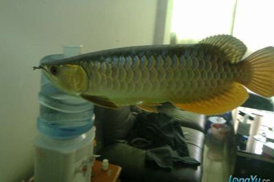 如何識別金龍魚的品種（如何判斷金龍魚品種） 龍魚百科 第4張