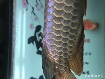 龍魚過背怎么看（如何判斷龍魚是否過背） 龍魚百科 第5張