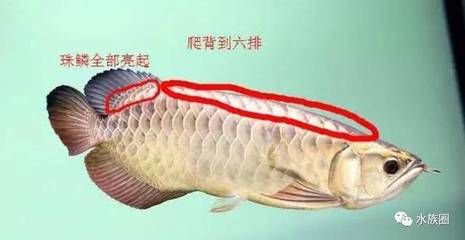 龍魚過背怎么看（如何判斷龍魚是否過背） 龍魚百科 第4張