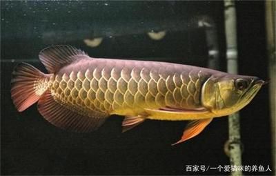 龍魚哪個品種好看一點（紅龍魚與金龍魚價格，過背金龍魚養(yǎng)護(hù)要點，青龍魚混養(yǎng)注意事項） 龍魚百科 第3張