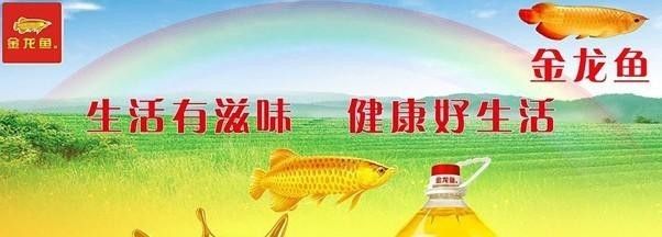 金龍魚營(yíng)銷方案怎么寫（金龍魚品牌的營(yíng)銷策略） 龍魚百科 第3張