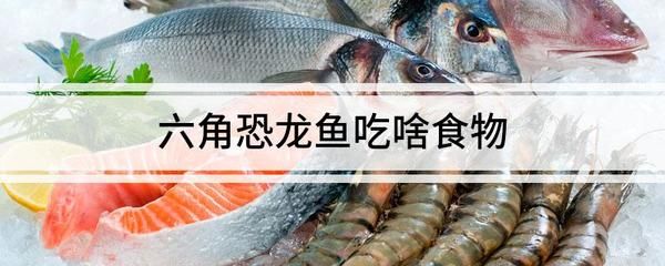 六角恐龍魚飼料吃進(jìn)去又吐出來（六角恐龍魚吃飼料后又吐出來可能是多種因素造成的） 龍魚百科 第5張