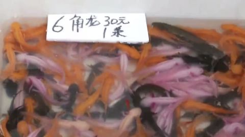 六角龍魚價錢貴嗎（六角龍魚健康檢查指南六角龍魚健康檢查指南） 龍魚百科 第3張