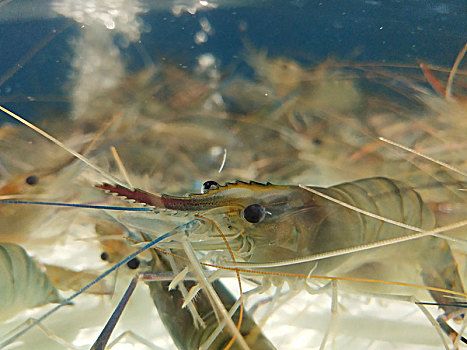 龍魚喂河蝦還是基圍蝦（喂食龍魚河蝦是基圍蝦還是基圍蝦營養(yǎng)價值對比） 龍魚百科 第3張