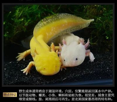 六角恐龍魚可以吃龜飼料嗎（六角恐龍魚可以吃龜飼料但不建議長期以此為主食） 龍魚百科 第1張