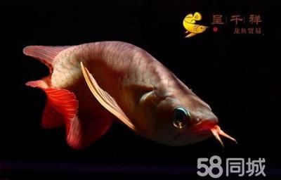 龍魚(yú)怎么抓出來(lái)（如何捕捉龍魚(yú)） 龍魚(yú)百科 第4張