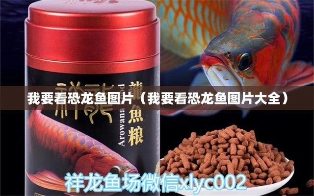 恐龍魚照片（恐龍魚圖片大全） 龍魚百科 第5張