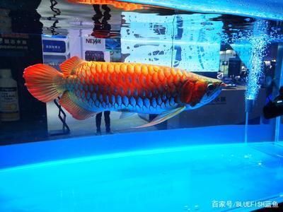 龍魚的價(jià)格一般多少（龍魚的價(jià)格范圍大概在多少？） 龍魚百科 第1張