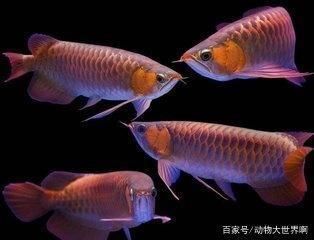 龍魚(yú)水溫31度可以嗎（龍魚(yú)的適宜水溫是多少） 龍魚(yú)百科 第5張