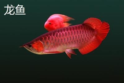 哪種龍魚好養(yǎng)皮實(shí)（——中國(guó)火背雷龍品種推薦給正在入坑邊緣躍躍欲試） 龍魚百科 第3張