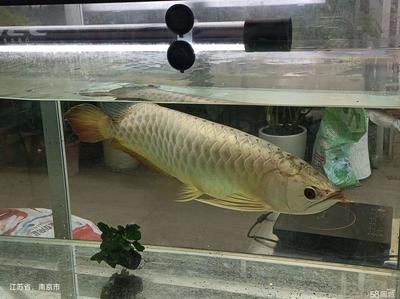 南京金龍魚（南京金龍魚可能指的是與金龍魚品牌的不同業(yè)務(wù)實(shí)體） 龍魚百科 第2張