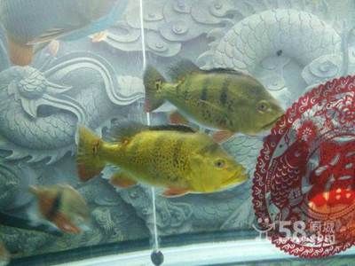 南京金龍魚（南京金龍魚可能指的是與金龍魚品牌的不同業(yè)務(wù)實(shí)體） 龍魚百科 第4張