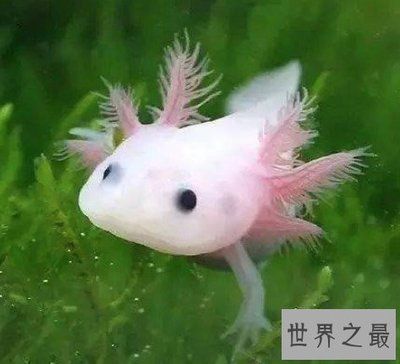 六角龍魚不能混養(yǎng)嗎（六角龍魚在混養(yǎng)時需要考慮到食物供應的充足性以及捕食能力） 龍魚百科 第3張