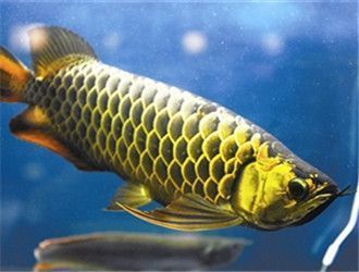 金龍魚(yú)過(guò)背和高背的區(qū)別是什么（過(guò)背金龍魚(yú)和高背金龍魚(yú)的區(qū)別） 龍魚(yú)百科 第3張