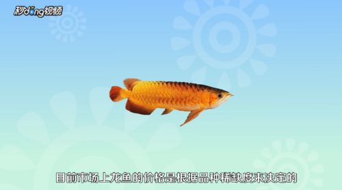 龍魚魚苗好養(yǎng)嗎怎么養(yǎng)（如何控制龍魚缸內水質，龍魚苗日常護理要點） 龍魚百科 第1張