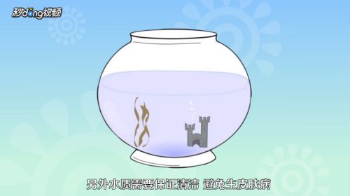 龍魚魚苗好養(yǎng)嗎怎么養(yǎng)（如何控制龍魚缸內水質，龍魚苗日常護理要點） 龍魚百科 第4張