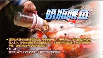 雷斯塔瑞龍魚屬于什么檔次（雷斯塔瑞龍魚屬于什么檔次雷斯塔瑞龍魚市場流行趨勢） 龍魚百科 第5張