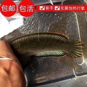 龍魚與什么魚混養(yǎng)長得快（適合與龍魚混養(yǎng)的幾種魚類） 龍魚百科 第5張