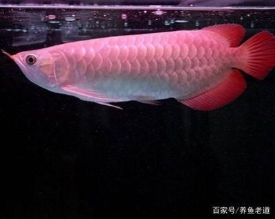 龍魚 濾材（關于龍魚濾材選擇的建議） 龍魚百科 第3張