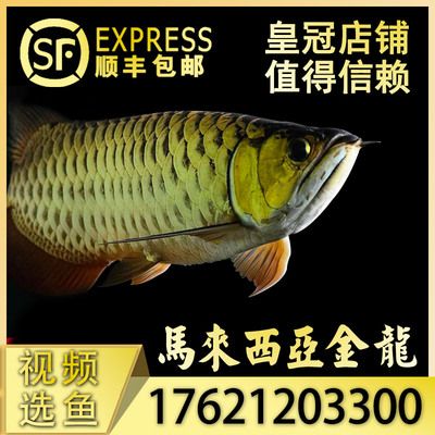 金龍魚卡是什么意思（《戀與制作人》金龍魚卡在不同的語境下有不同的含義） 龍魚百科 第1張