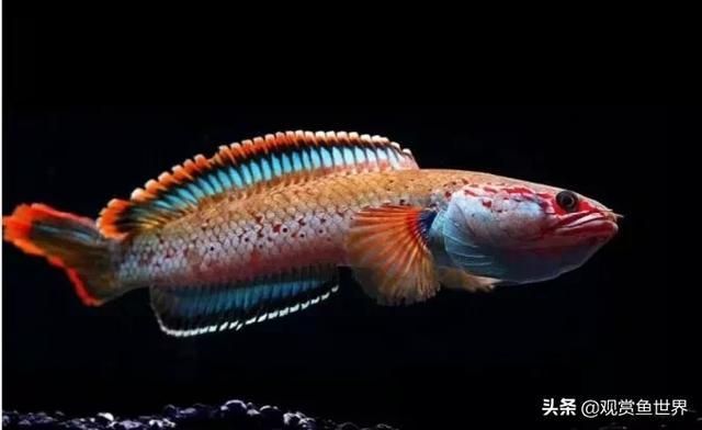 夢(mèng)幻雷龍魚(yú)最大能長(zhǎng)多少米?。▔?mèng)幻雷龍魚(yú)的最大體長(zhǎng)） 龍魚(yú)百科 第1張