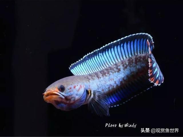 夢(mèng)幻雷龍魚(yú)最大能長(zhǎng)多少米?。▔?mèng)幻雷龍魚(yú)的最大體長(zhǎng)） 龍魚(yú)百科 第4張