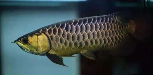 金龍魚顏色變化過程（金龍魚的顏色變化） 龍魚百科 第3張