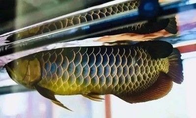 金龍魚顏色變化過程（金龍魚的顏色變化） 龍魚百科 第4張