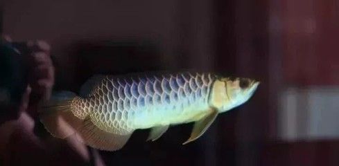 金龍魚顏色變化過程（金龍魚的顏色變化） 龍魚百科 第5張