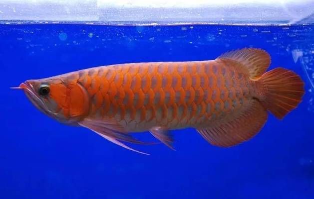 龍魚(yú)突然暴斃的原因有哪些（龍魚(yú)的突然暴斃可能由多種原因引起，龍魚(yú)發(fā)情期管理方法） 龍魚(yú)百科 第3張