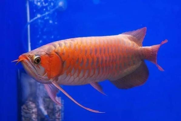 龍魚(yú)突然暴斃的原因有哪些（龍魚(yú)的突然暴斃可能由多種原因引起，龍魚(yú)發(fā)情期管理方法） 龍魚(yú)百科 第5張