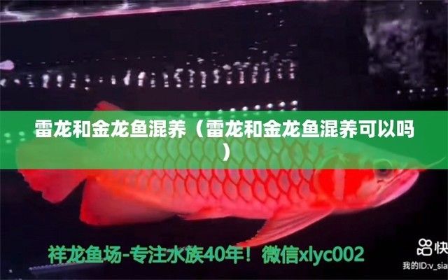 雷龍魚金龍混養(yǎng)怎么樣啊（雷龍魚與金龍魚可以混養(yǎng)） 龍魚百科 第1張