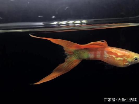 雷龍魚吃孔雀魚嗎會死嗎（雷龍魚與孔雀魚共養(yǎng)可能性及潛在風(fēng)險(xiǎn)，雷龍魚會吃孔雀魚嗎） 龍魚百科 第5張