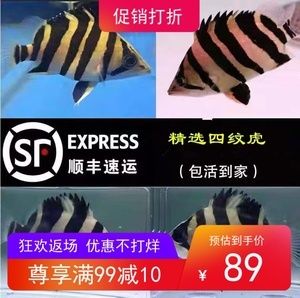 哪里賣龍魚便宜點呢（在何處購買龍魚更為實惠） 龍魚百科 第3張