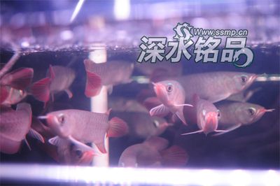 哪里賣龍魚便宜點呢（在何處購買龍魚更為實惠） 龍魚百科 第4張