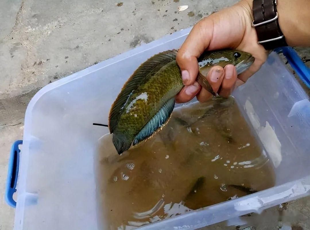 雷龍魚值錢嗎？（如何判斷雷龍魚是否值錢） 龍魚百科 第5張