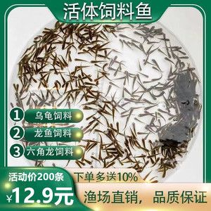 六角龍魚吃什么飼料比較好養(yǎng)（六角龍魚的飼料選擇應該多樣化，六角龍魚飼料保存方法） 龍魚百科 第5張