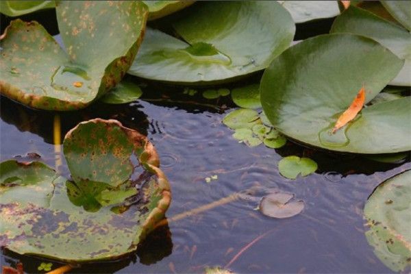 龍魚是怎么繁殖的（龍魚的繁殖過程） 龍魚百科 第4張