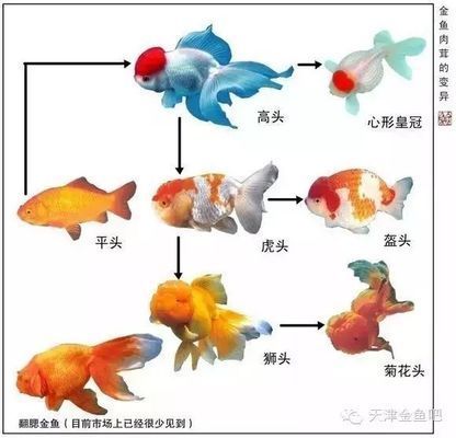 金龍魚怎么樣可以變異（金龍魚的變異可以通過(guò)自然變異和人工干預(yù)方式實(shí)現(xiàn)） 龍魚百科 第4張