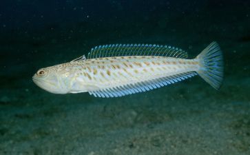 龍魚食物有哪些名字（龍魚專用飼料及牌對比） 龍魚百科 第5張