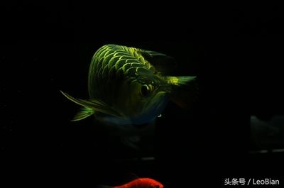 龍魚怎么養(yǎng)長(zhǎng)得快（養(yǎng)龍魚需要從多方面進(jìn)行精心照料） 龍魚百科 第5張