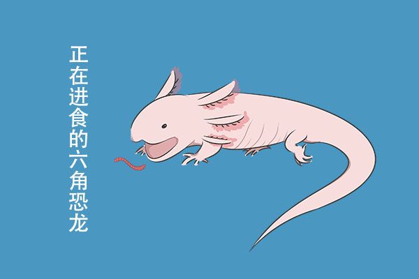 六角恐龍魚容易死嗎（六角恐龍魚不容易死，它們對環(huán)境的要求并不高） 龍魚百科 第4張