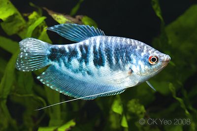 龍魚專用燈哪個(gè)牌子的好（龍魚專用燈哪個(gè)牌子好） 龍魚百科 第2張