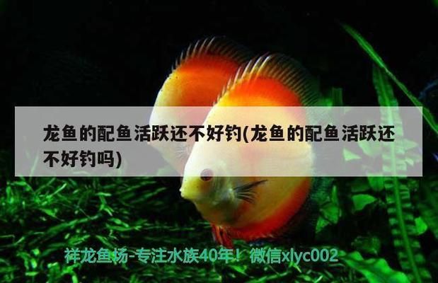 龍魚論壇哪個好（龍魚天下論壇新手指南） 龍魚百科 第5張